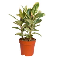 Gummibaum 'Tineke', Topf-Ø 27 Cm, Höhe Ca. 85 Cm