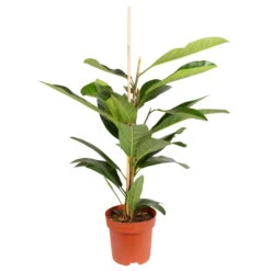 Ficus Benghalensis 'Roy', Topf-Ø 21 Cm, Höhe Ca. 100 Cm