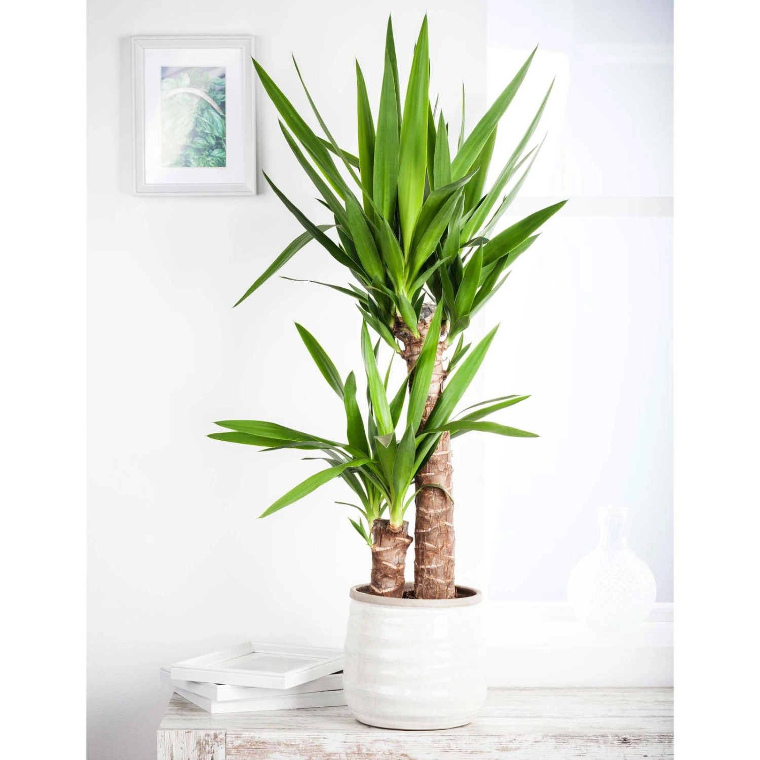 Palmlilie, Topf-Ø 17 Cm, Höhe Ca. 60-80 Cm 1 Palmlilie, Topf-Ø 17 Cm, Höhe Ca. 60-80 Cm