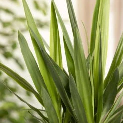 Palmlilie, Topf-Ø 17 Cm, Höhe Ca. 60-80 Cm 8 Palmlilie, Topf-Ø 17 Cm, Höhe Ca. 60-80 Cm -Garten Sicht Verkäufe 0220850134 Yucca auf Stamm verzweigt1