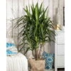 Palmlilie, Topf-Ø 27 Cm, Höhe Ca. 110 Cm