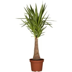 Palmlilie 'Maya Tree', Topf-Ø 24 Cm, Höhe Ca. 100 Cm -Garten Sicht Verkäufe 0220850193 Yucca eleph Maya Tree 45 Stamm 24cm 100cm