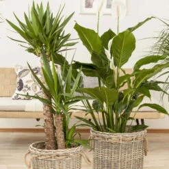 Palmlilie, Topf-Ø 21 Cm, Höhe Ca. 100 Cm -Garten Sicht Verkäufe 0220850207 Yucca eleph Yucca 3er Tuff