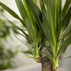 Palmlilie, Topf-Ø 21 Cm, Höhe Ca. 100 Cm -Garten Sicht Verkäufe 0220850207 Yucca eleph Yucca 3er Tuff1 3