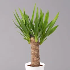 Palmlilie Mit Keramiktopf Dallas Weiß, Höhe Ca. 40-45cm, Topf-Ø 11/12cm, 3er-Set -Garten Sicht Verkäufe 0220850245 Yucca elephantipes Topf Dallas weiss 2