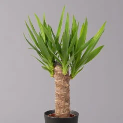 Palmlilie In Keramiktopf Dallas, Topf-Ø 11/12cm, Höhe Ca. 40-45cm, 2er-Set -Garten Sicht Verkäufe 0220850248 Yucca elephantipes Topf Dallas anthrazit 2