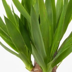 Palmlilie In Keramiktopf Dallas, Topf-Ø 11/12cm, Höhe Ca. 40-45cm, 2er-Set -Garten Sicht Verkäufe 0220850248 Yucca elephantipes Topf Dallas anthrazit 4