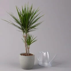 Drachenbaum, Topf-Ø 17 Cm, Höhe Ca. 70 Cm -Garten Sicht Verkäufe 0221100020 Dracaena marginata 2er Tuff 17cm 3