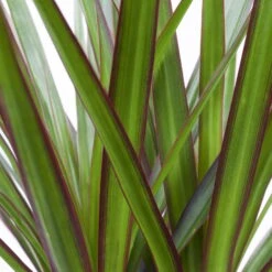 Drachenbaum, Topf-Ø 17 Cm, Höhe Ca. 70 Cm -Garten Sicht Verkäufe 0221100020 Dracaena marginata 2er Tuff H70cm 2