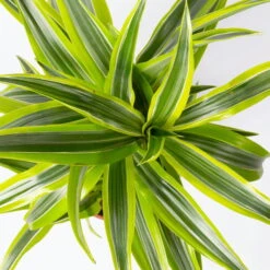 Duftender Drachenbaum 'Lemon Lime', Topf-Ø 17 Cm, 2er Tuff, Höhe Ca. 65 Cm -Garten Sicht Verkäufe 0221100047 Dracaena d Lemon Lime 17cm 2