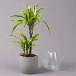 Duftender Drachenbaum 'Lemon Lime', Topf-Ø 17 Cm, 2er Tuff, Höhe Ca. 65 Cm -Garten Sicht Verkäufe 0221100047 Dracaena d Lemon Lime 17cm 3