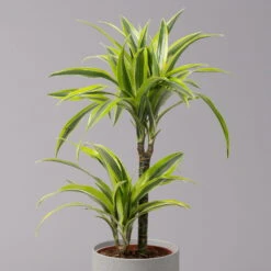 Ausgewählte Produkte -Garten Sicht Verkäufe 0221100047 Dracaena d Lemon Lime 17cm 4