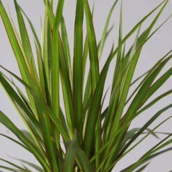 Drachenbaum, 2er-Tuff, Inkl. Topf Tusca, Höhe Ca. 70 Cm, Topf 17 Cm Ø -Garten Sicht Verkäufe 0221100078 Dracaena marginata 2er Tuff Topf Tusca 52