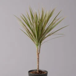 Drachenbaum 'Bicolor' Topf-Ø 13 Cm, Inkl. Keramiktopf Dallas Anthrazit, 3er-Set -Garten Sicht Verkäufe 0221100080 Dracaena marg Bicolor im Dallas anth 22