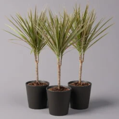 Drachenbaum 'Bicolor' Topf-Ø 13 Cm, Inkl. Keramiktopf Dallas Anthrazit, 3er-Set