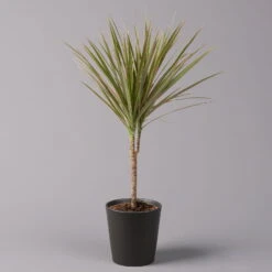 Drachenbaum 'Bicolor' Topf-Ø 13 Cm, Inkl. Keramiktopf Dallas Anthrazit