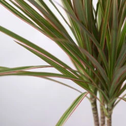 Drachenbaum 'Bicolor' Topf-Ø 13 Cm, Inkl. Keramiktopf Dallas Anthrazit -Garten Sicht Verkäufe 0221100082 Dracaena marg Bicolor im Dallas anth 42