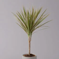 Drachenbaum 'Bicolor', Topf-Ø 13 Cm, 3er-Set -Garten Sicht Verkäufe 0221100105 Dracaena marg Bicolor 3er Set 13cm 22
