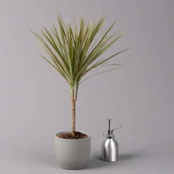 Drachenbaum 'Bicolor', Topf-Ø 13 Cm, 3er-Set -Garten Sicht Verkäufe 0221100105 Dracaena marg Bicolor 3er Set 13cm 32