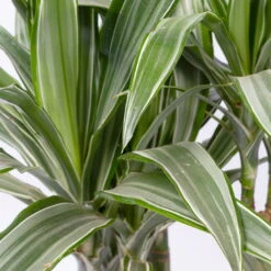 Duftender Drachenbaum 'Warneckii', Topf-Ø 21 Cm, Höhe Ca. 115 Cm -Garten Sicht Verkäufe 0221300002 Dracaena d Warneckii 21cm 2