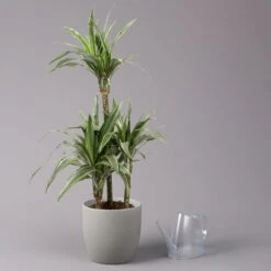 Duftender Drachenbaum 'Warneckii', Topf-Ø 21 Cm, Höhe Ca. 115 Cm -Garten Sicht Verkäufe 0221300002 Dracaena d Warneckii 21cm 3