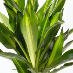 Duftender Drachenbaum 'Cintho', Topf-Ø 19 Cm, , Höhe Ca. 45 Cm -Garten Sicht Verkäufe 0221300007 Dracaena f Cintho 2er Tuff 19cm 2