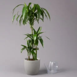 Duftender Drachenbaum 'Janet Craig', Topf-Ø 21 Cm, , Höhe Ca. 120 Cm -Garten Sicht Verkäufe 0221300009 Dracaena fr Janet Craig 21cm 3