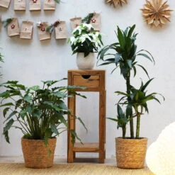 Duftender Drachenbaum 'Janet Craig', Topf-Ø 21 Cm, , Höhe Ca. 120 Cm -Garten Sicht Verkäufe 0221300009 Dracaena fr Janet Craig