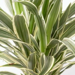 Duftender Drachenbaum 'White Stripe', Topf-Ø 19 Cm, Höhe Ca. 90 Cm -Garten Sicht Verkäufe 0221300011 Dracaena fragr White Stripe 2er Tuff 19cm 2
