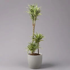 Duftender Drachenbaum 'Compacta Surprise', Topf-Ø 21 Cm, Höhe Ca. 100 Cm
