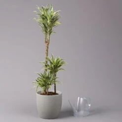 Duftender Drachenbaum 'Compacta Surprise', Topf-Ø 21 Cm, Höhe Ca. 100 Cm -Garten Sicht Verkäufe 0221300013 Dracaena d Compacta Surprise 21cm 3