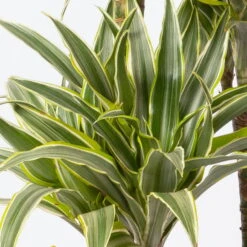 Duftender Drachenbaum 'Compacta Surprise', Topf-Ø 21 Cm, Höhe Ca. 100 Cm -Garten Sicht Verkäufe 0221300013 Dracaena d Compacta Surprise 21cm 4