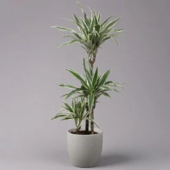 Duftender Drachenbaum 'White Stripe', Topf-Ø 21 Cm, Höhe Ca. 120 Cm