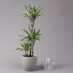 Duftender Drachenbaum 'White Stripe', Topf-Ø 21 Cm, Höhe Ca. 120 Cm -Garten Sicht Verkäufe 0221300014 Dracaena der White Stripe 21cm 3
