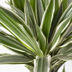 Duftender Drachenbaum 'White Stripe', Topf-Ø 21 Cm, Höhe Ca. 120 Cm -Garten Sicht Verkäufe 0221300014 Dracaena der White Stripe 21cm 4