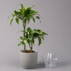 Duftender Drachenbaum 'Dorado', Topf-Ø 19 Cm -Garten Sicht Verkäufe 0221300023 Dracaena frag Dorado 2er Tuff 19cm 3