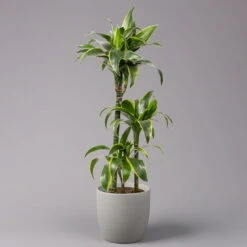 Duftender Drachenbaum 'Dorado', Topf-Ø 21 Cm, Höhe Ca. 100 Cm