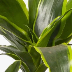 Duftender Drachenbaum 'Dorado', Topf-Ø 21 Cm, Höhe Ca. 100 Cm -Garten Sicht Verkäufe 0221300033 Dracaena frag Dorado Tuff 21cm 4