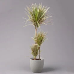 Gerandeter Drachenbaum 'Bicolor', Topf-Ø 21 Cm, Höhe Ca. 110 Cm