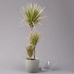 Gerandeter Drachenbaum 'Bicolor', Topf-Ø 21 Cm, Höhe Ca. 110 Cm -Garten Sicht Verkäufe 0221300042 Dracaena marginata Bicolor Tuff 21cm 3