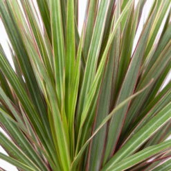 Gerandeter Drachenbaum 'Bicolor', Topf-Ø 21 Cm, Höhe Ca. 110 Cm -Garten Sicht Verkäufe 0221300042 Dracaena marginata Bicolor Tuff 21cm 4