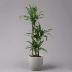 Duftender Drachenbaum 'Ulises', Topf-Ø 21 Cm, Höhe Ca. 110 Cm