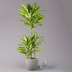 Duftender Drachenbaum 'Cintho Lemon', Topf-Ø 21 Cm, Höhe Ca. 110 Cm -Garten Sicht Verkäufe 0221300089 Dracaena Cintho Lemon 21cm 3 114638