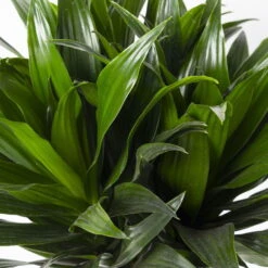 Duftender Drachenbaum 'Compacta', Topf-Ø 24 Cm, Höhe Ca. 120 Cm -Garten Sicht Verkäufe 0221400002 Dracaena fr Compacta Tuff 24cm 4