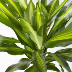 Duftender Drachenbaum 'Cintho', Topf-Ø 24 Cm, Höhe Ca. 150 Cm -Garten Sicht Verkäufe 0221400008 Dracaena frag Cintho 24cm 4