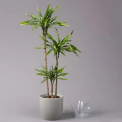 Duftender Drachenbaum 'Riki', Topf-Ø 24 Cm, Höhe Ca. 150 Cm -Garten Sicht Verkäufe 0221400009 Dracaena frag Riki Tuff Amm 24cm 3