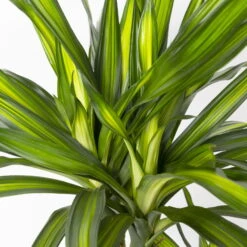 Duftender Drachenbaum 'Riki', Topf-Ø 24 Cm, Höhe Ca. 150 Cm -Garten Sicht Verkäufe 0221400009 Dracaena frag Riki Tuff Amm 24cm 4