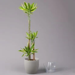 Duftender Drachenbaum 'Gold Dream', Topf-Ø 24 Cm, Höhe Ca. 140 Cm -Garten Sicht Verkäufe 0221400012 Dracaena frag Gold Dream 24cm 3