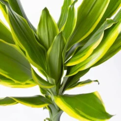 Duftender Drachenbaum 'Gold Dream', Topf-Ø 24 Cm, Höhe Ca. 140 Cm -Garten Sicht Verkäufe 0221400012 Dracaena frag Gold Dream 24cm 4