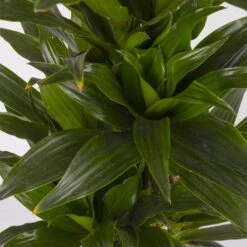 Duftender Drachenbaum 'Compacta', Verzweigt, Topf-Ø 24 Cm, Höhe Ca. 80 Cm -Garten Sicht Verkäufe 0221400013 Dracaena Compacta verzweigt KB 24cm 4